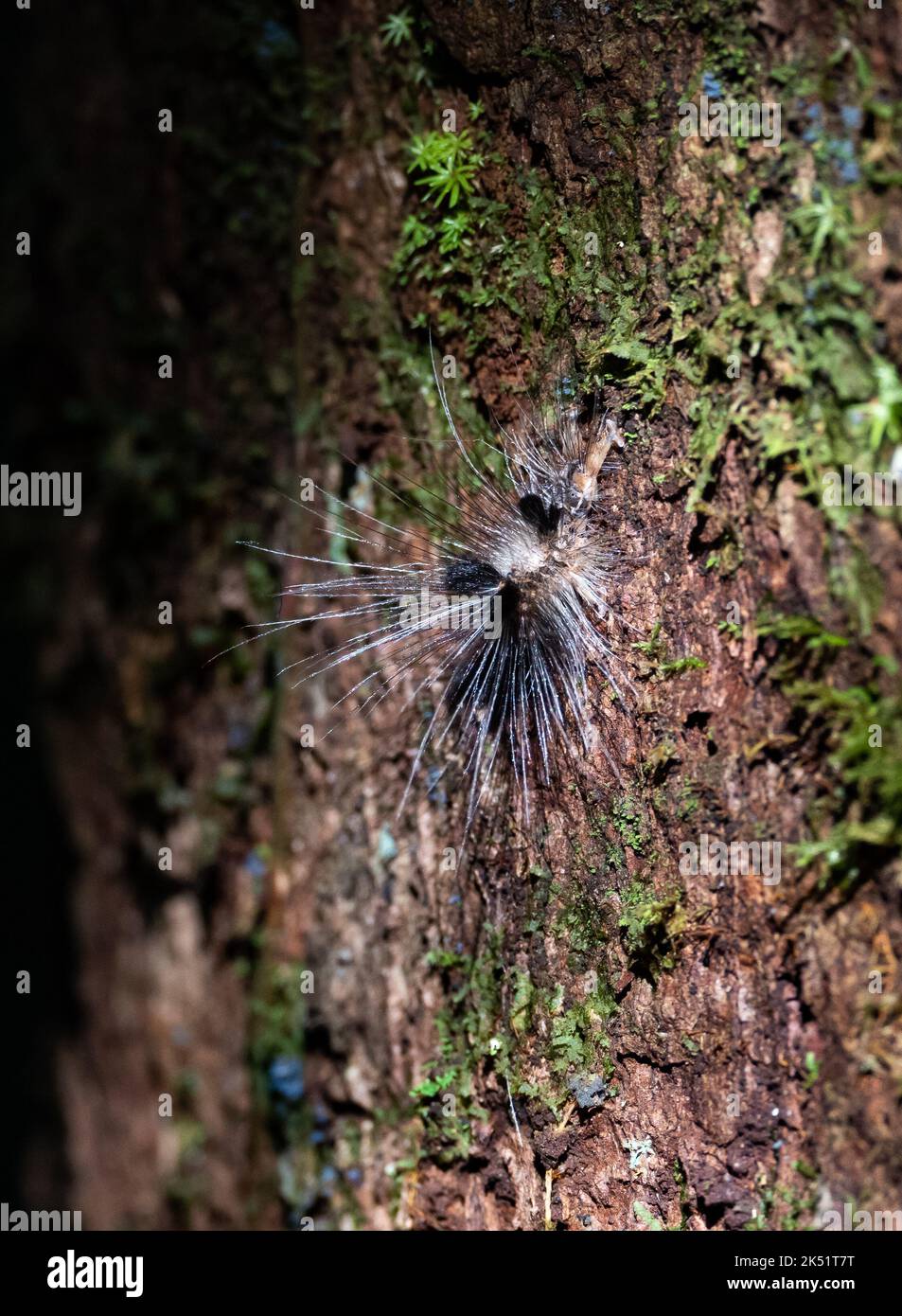 una oruga peluda () en un tronco de árbol en un bosque tropical. Amazonas, Brasil. Foto de stock