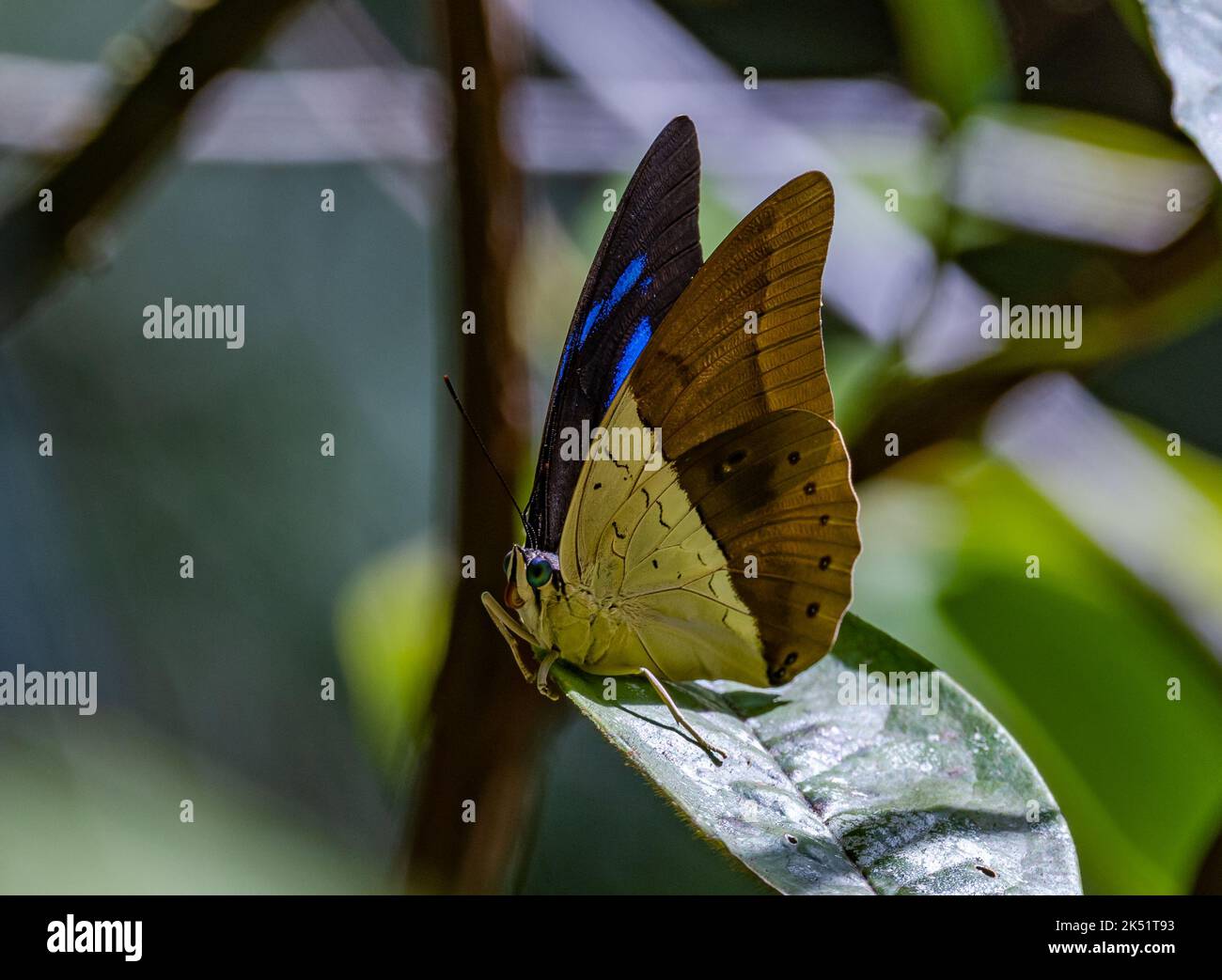 Mariposa (). Amazonas, Brasil. Foto de stock