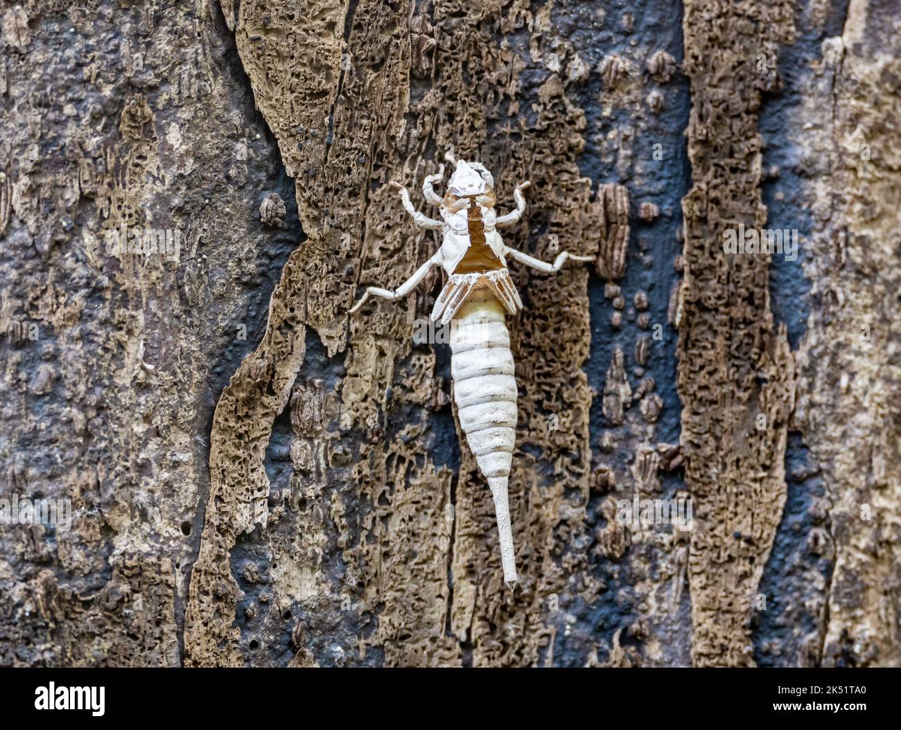 Una muda exoesqueleto hueco de ninfa libélula en el tronco de un árbol. Amazonas, Brasil. Foto de stock