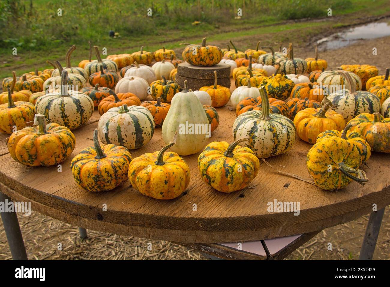 Una exhibición de calabazas pequeñas a principios de octubre en una granja de calabazas en el noreste de Italia Foto de stock