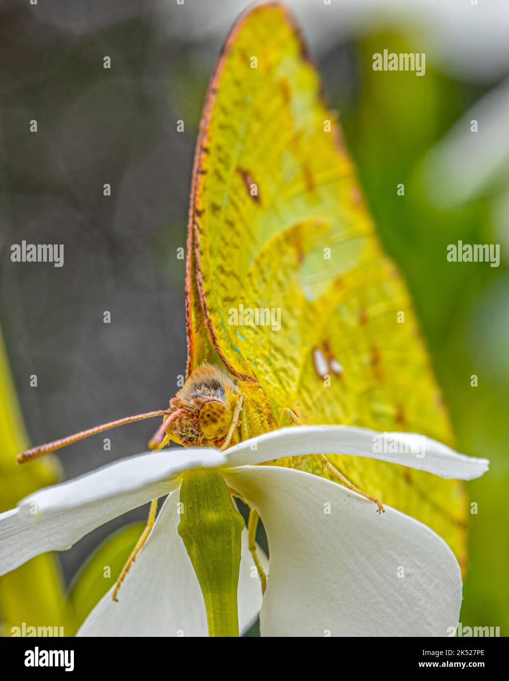 Plano de la cabeza de la mariposa Emigrante Limón Oriental sobre una flor blanca Foto de stock