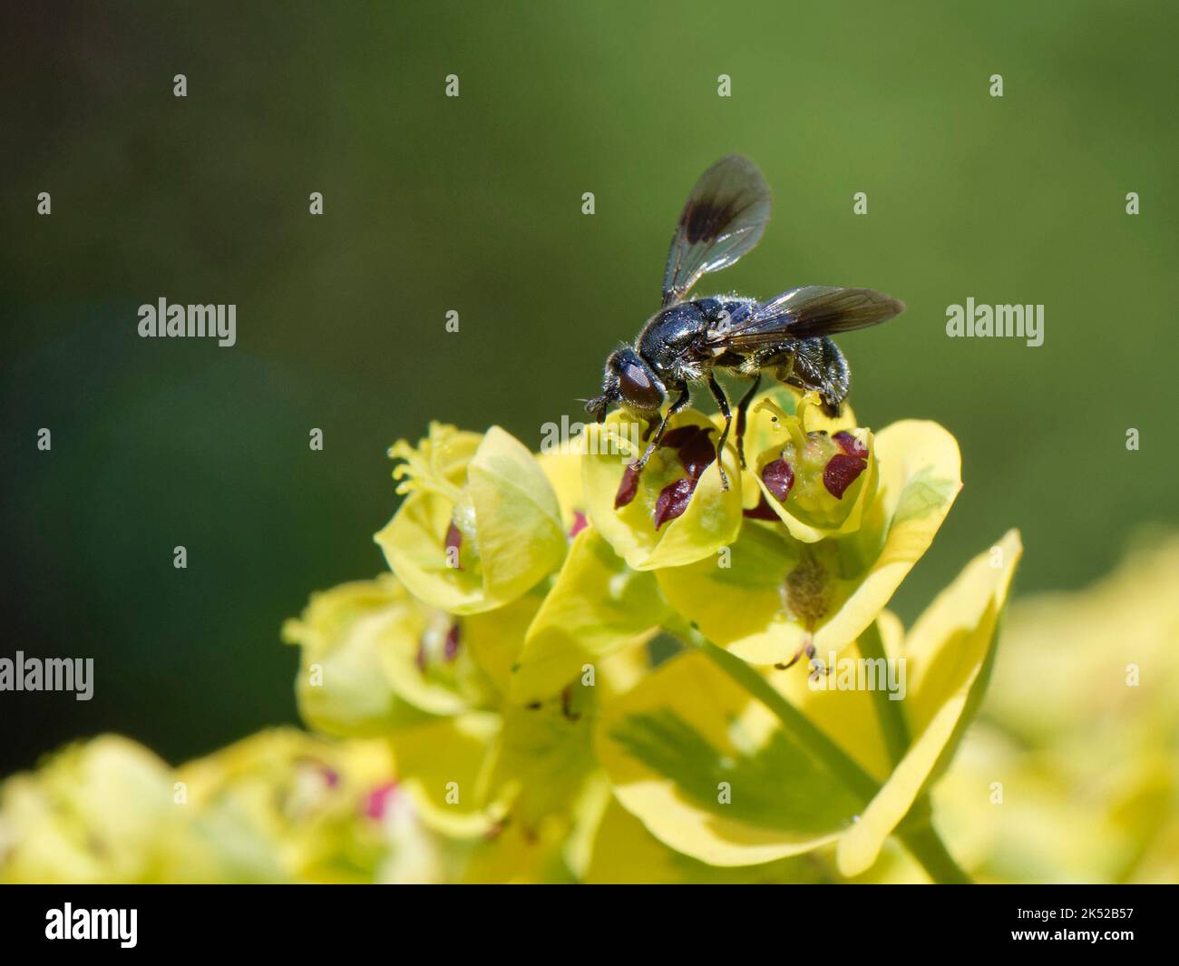 Pipiza austriaca (Pipiza austriaca) nectarando una flor de espurgo en una cama de flores de jardín, Wiltshire, Reino Unido, junio. Foto de stock