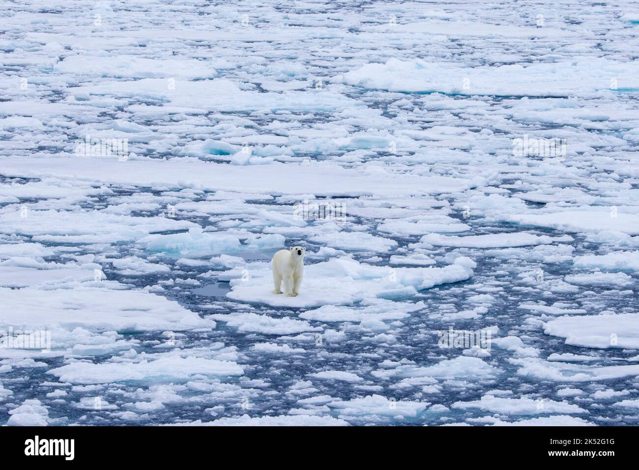 Oso polar solitario (Ursus maritimus) parado sobre hielo de deriva / témpanos de hielo en el Océano Ártico a lo largo de la costa de Svalbard, Spitsbergen, Noruega Foto de stock