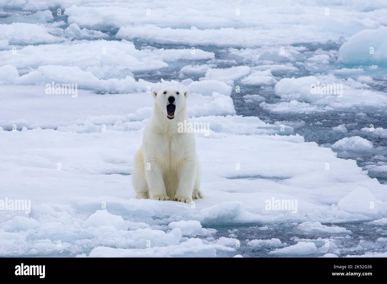 Oso polar solitario (Ursus maritimus) bostezando en el hielo de deriva / témpanos de hielo en el Océano Ártico a lo largo de la costa de Svalbard, Spitsbergen, Noruega Foto de stock