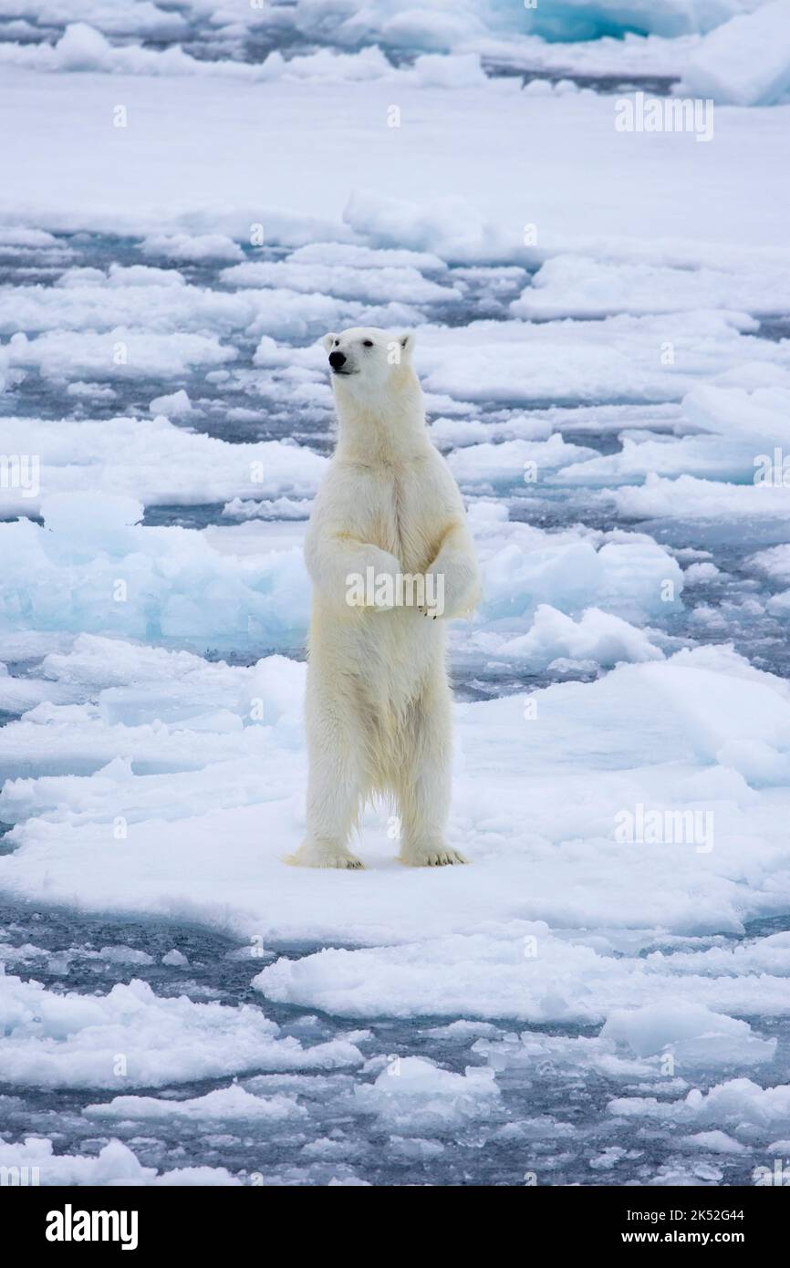 Oso polar (Ursus maritimus) de pie para oler el hielo de deriva / témpanos de hielo en el Océano Ártico a lo largo de la costa de Svalbard, Spitsbergen, Noruega Foto de stock