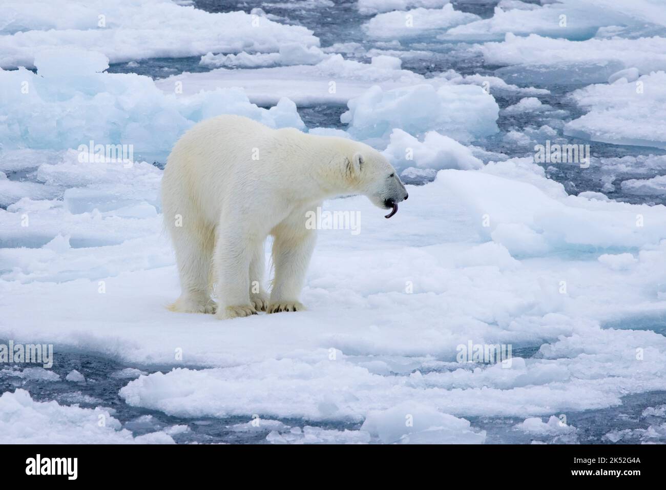 Oso polar solitario (Ursus maritimus) parado sobre el hielo de deriva / témpanos de hielo y sacando la lengua larga a lo largo de la costa de Svalbard, Spitsbergen, Noruega Foto de stock