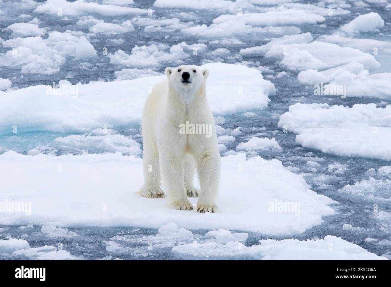 Oso polar solitario (Ursus maritimus) cazando hielo a la deriva / témpanos de hielo en el Océano Ártico a lo largo de la costa de Svalbard, Spitsbergen, Noruega Foto de stock
