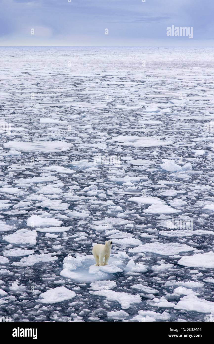 Oso polar solitario (Ursus maritimus) deambulando en el hielo de deriva / témpanos de hielo en el Océano Ártico a lo largo de la costa de Svalbard, Spitsbergen, Noruega Foto de stock