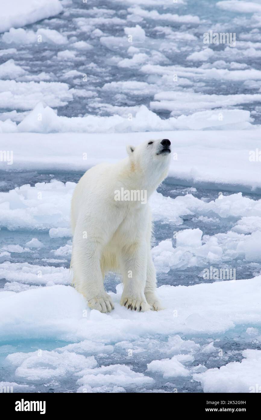 Oso polar solitario (Ursus maritimus) en el hielo a la deriva / témpanos de hielo recogiendo olor de presa en el Océano Ártico a lo largo de la costa de Svalbard, Spitsbergen, Noruega Foto de stock