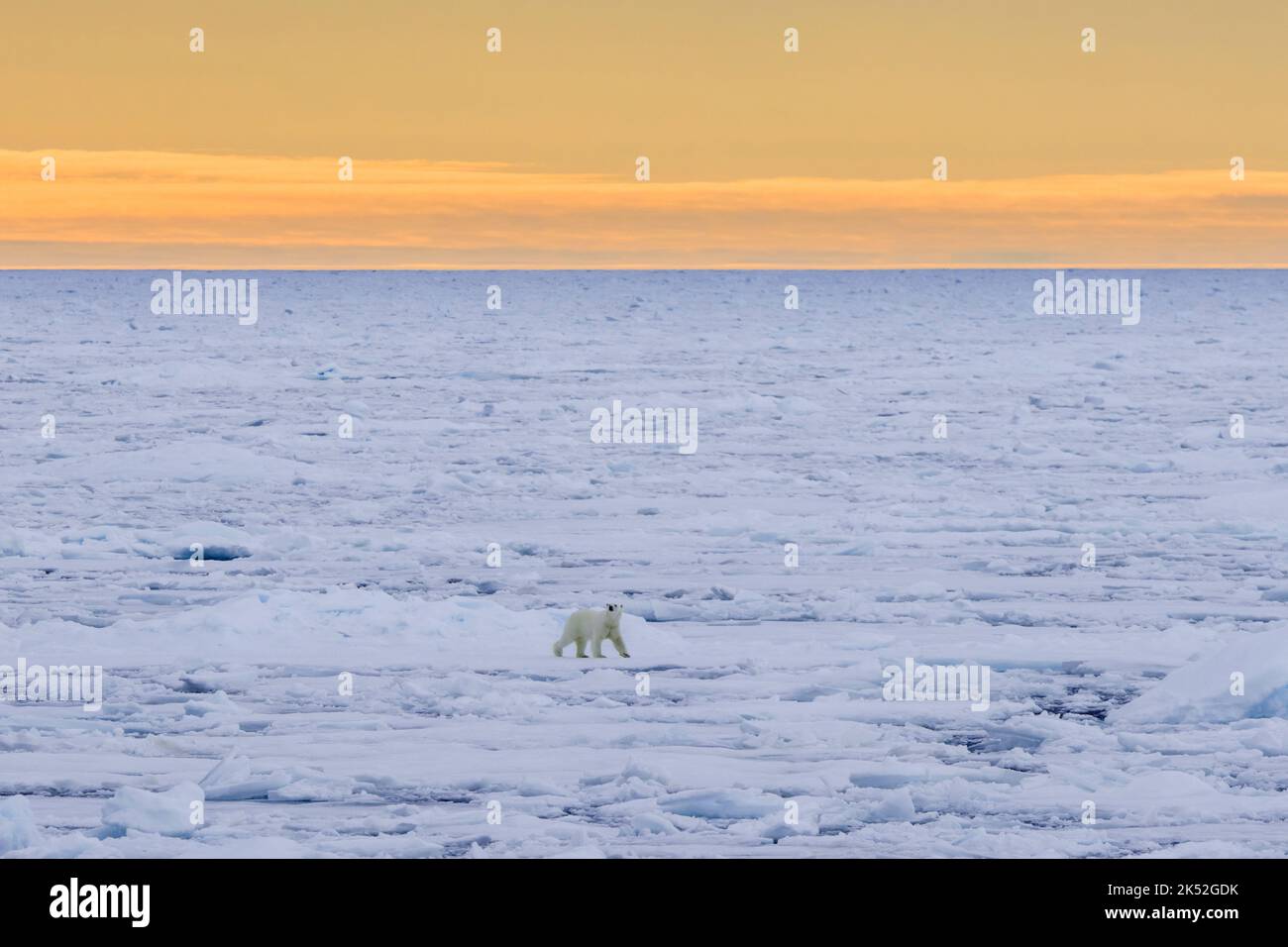 Oso polar solitario (Ursus maritimus) cazando hielo en el océano Ártico a lo largo de la costa de Svalbard, Spitsbergen, Noruega Foto de stock