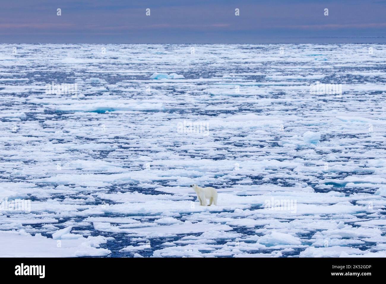 Oso polar solitario (Ursus maritimus) parado sobre hielo de deriva / témpanos de hielo en el Océano Ártico a lo largo de la costa de Svalbard, Spitsbergen, Noruega Foto de stock