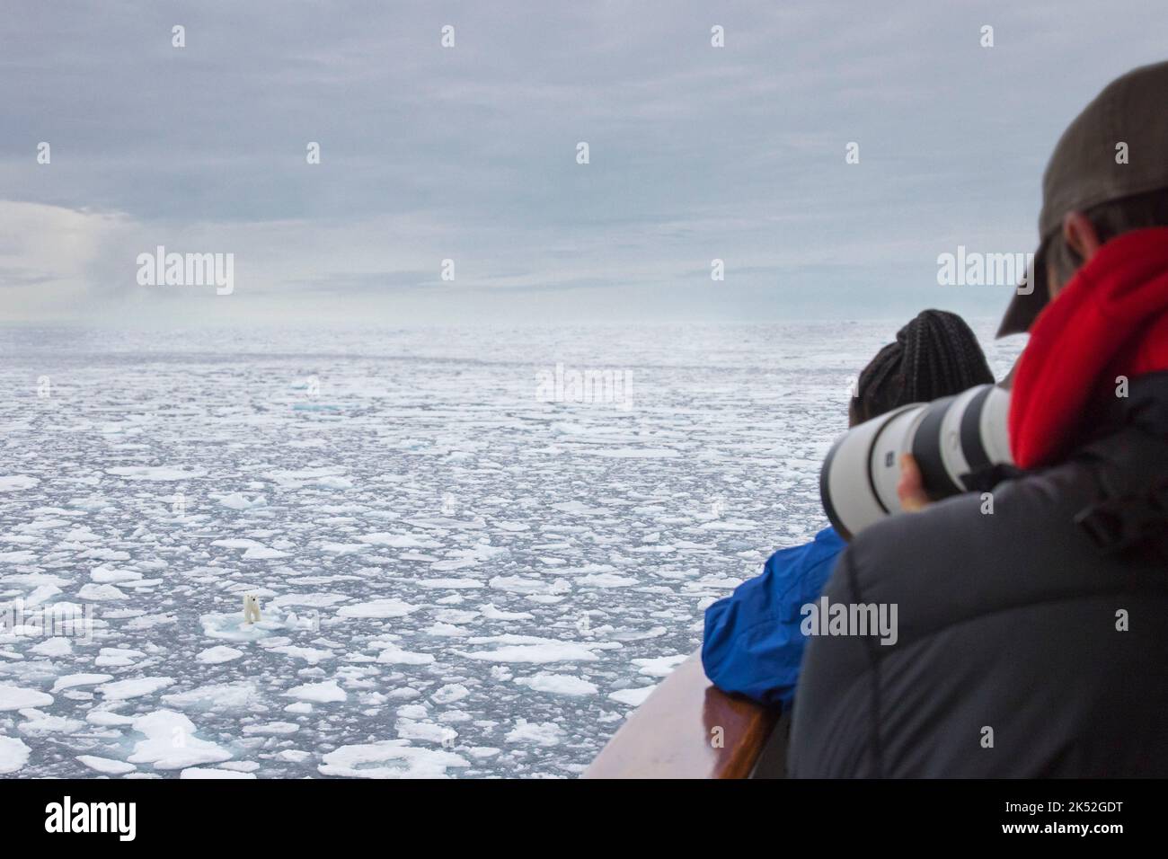 Eco-turistas tomando fotos de un oso polar solitario de un barco en el hielo de deriva / témpanos de hielo en el Océano Ártico a lo largo de la costa de Svalbard, Spitsbergen, Noruega Foto de stock