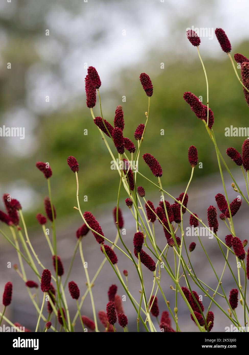 Cabezas de flores de la alta, aireada, resistente, otoño floreciendo borde perenne, Sanguisorba 'Cangsham Cranberry' Foto de stock