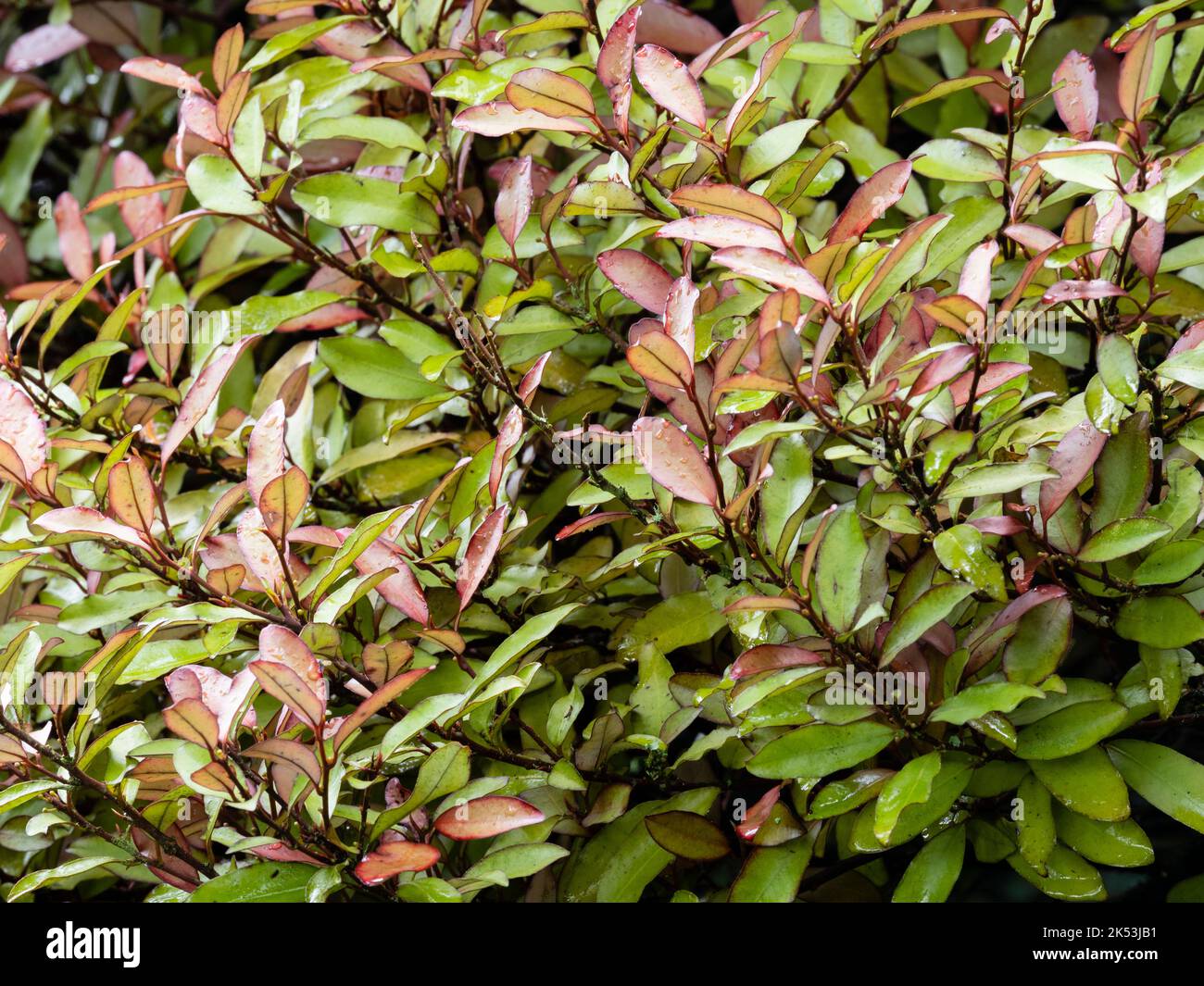Hojas verdes más viejas y rosadas nuevas del arbusto de follaje perennifolio medio resistente Pseudowintera colorata, horopito de montaña Foto de stock