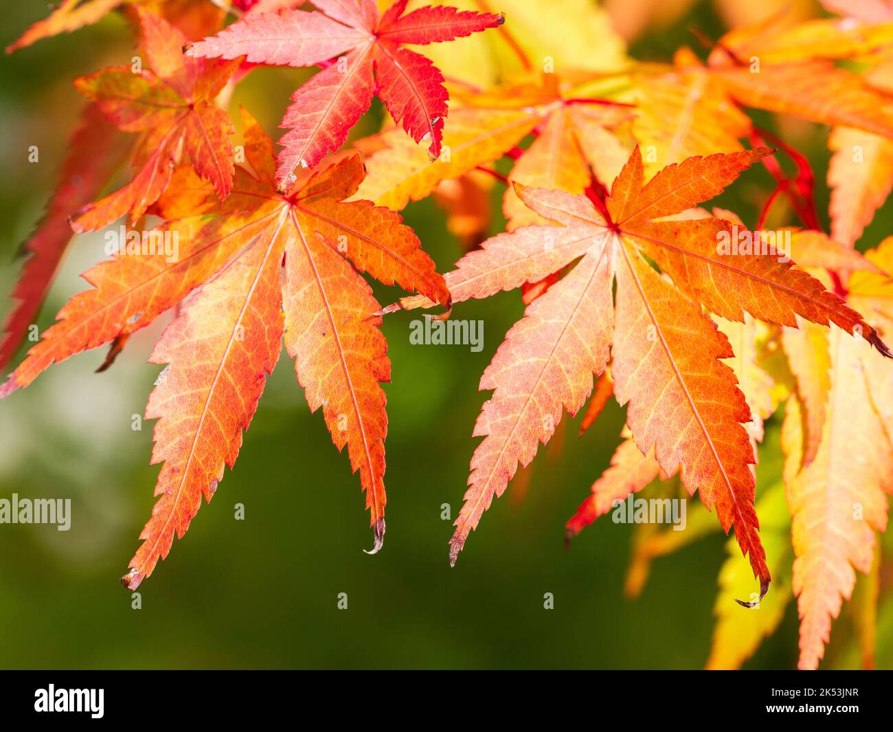 Hojas de oro rojo y tallos rojos del arce japonés, Acer palmatum 'Eddisbury' Foto de stock