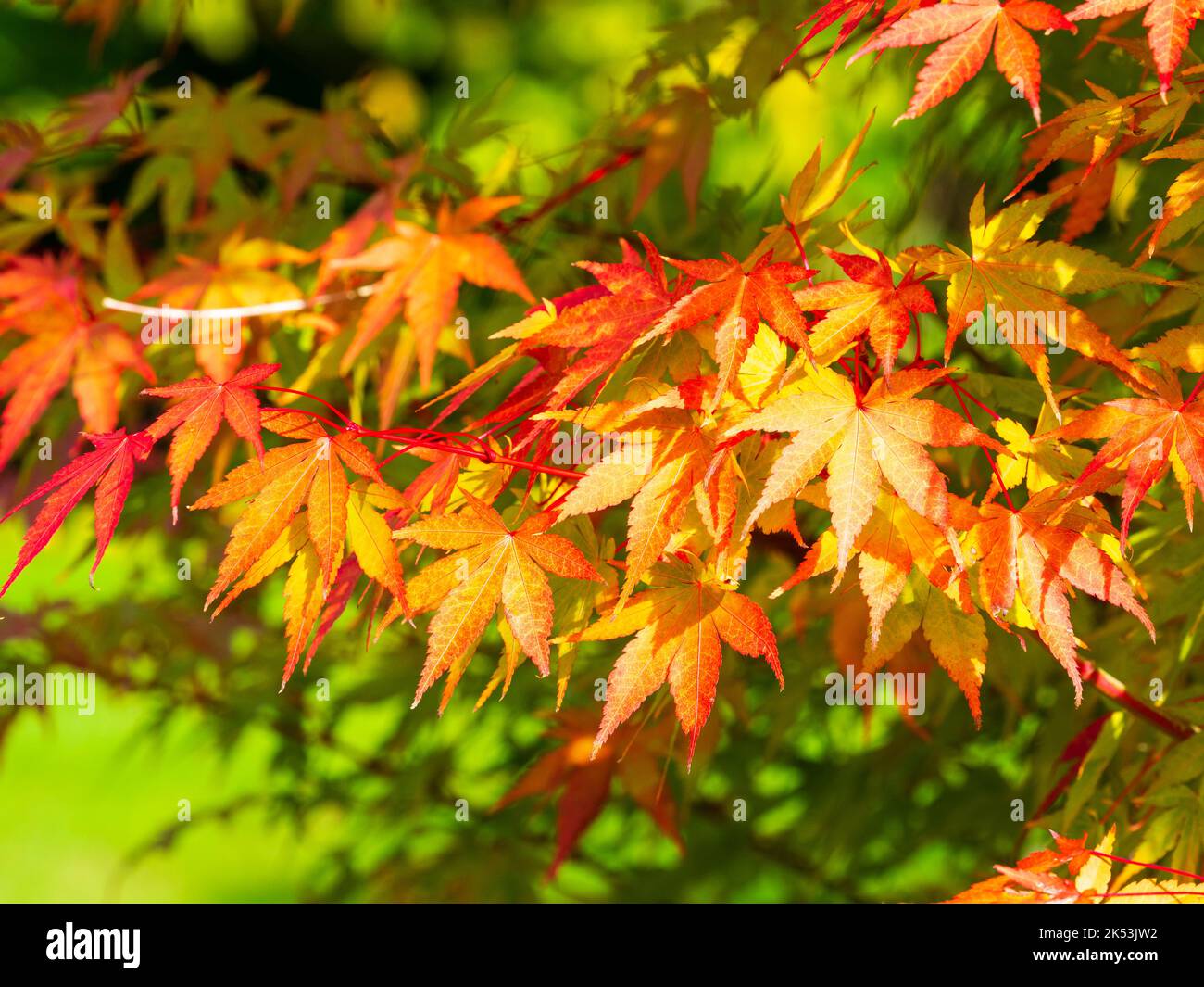 Hojas de oro rojo y tallos rojos del arce japonés, Acer palmatum 'Eddisbury' Foto de stock