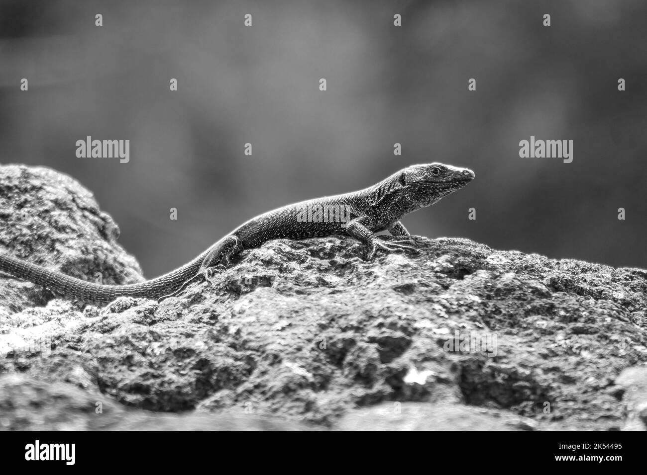 Primer plano de un lagarto sobre una roca volcánica en la isla Graciosa, Azores Foto de stock