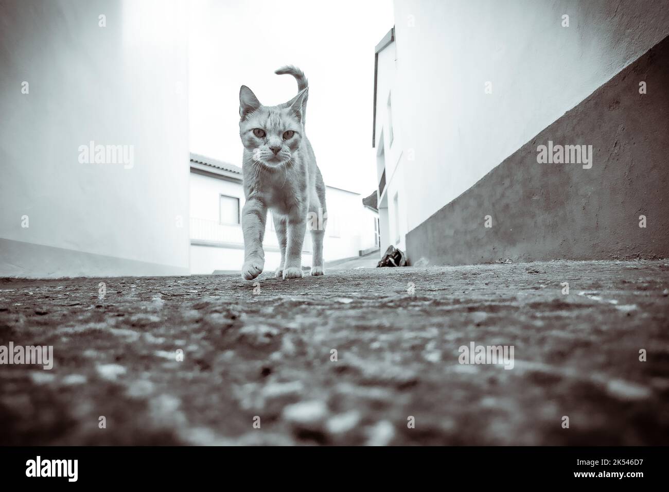 Una foto desde un ángulo bajo de un gato de jengibre caminando hacia la cámara, en blanco y negro Foto de stock