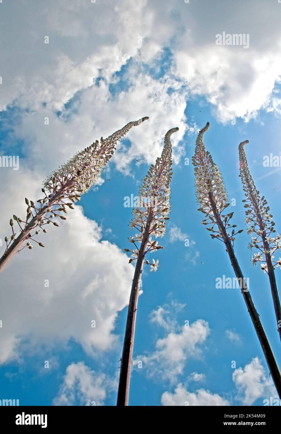 Flores marinas fotografías e imágenes de alta resolución - Alamy