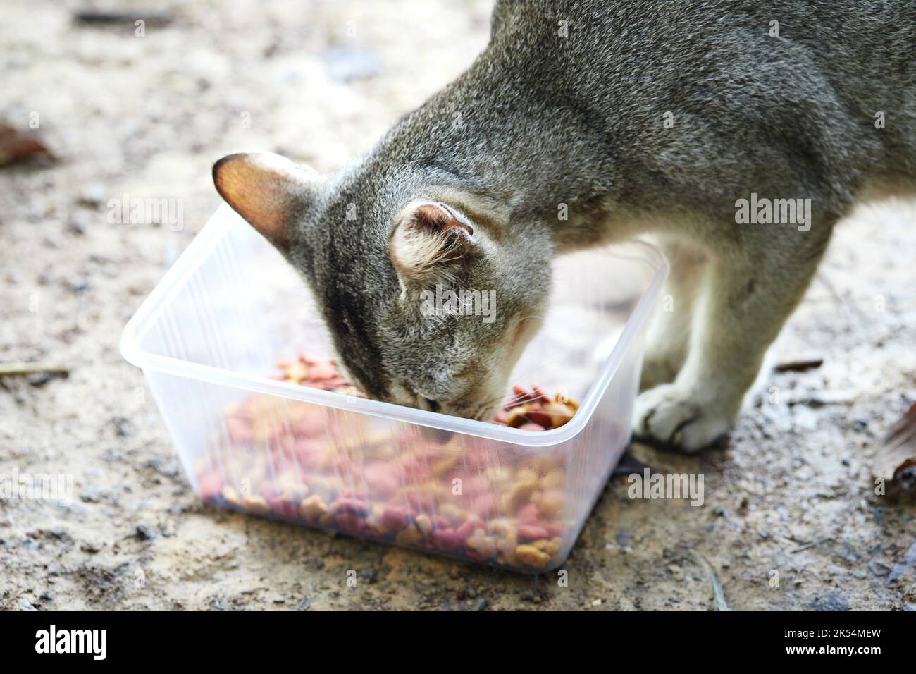 Comiendo gato fotografías imágenes de alta resolución 2 - Alamy