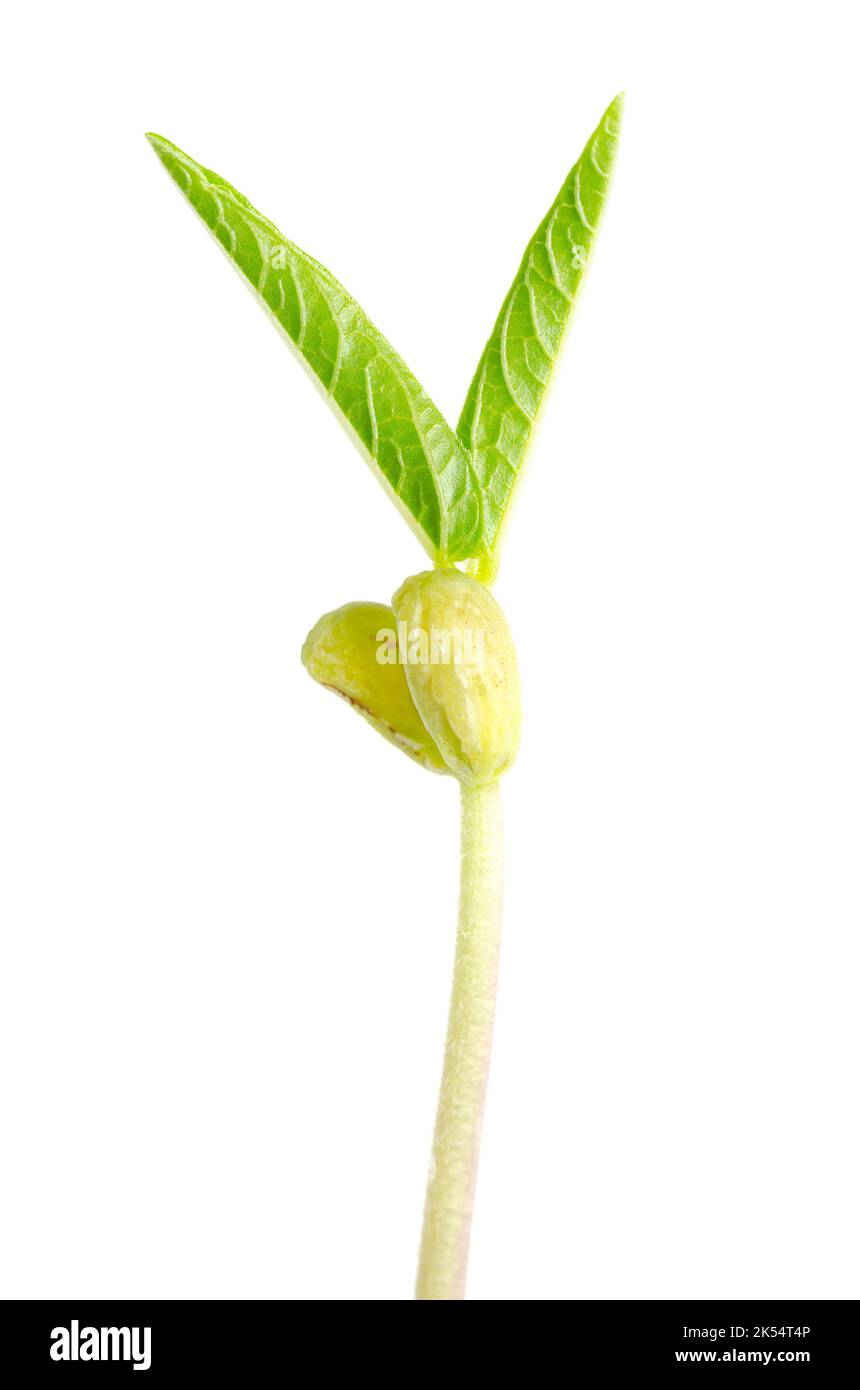 Plántula de frijol mung con dos cotiledones y primeras hojas verdaderas. El hipocótilo, rama embrionaria de la planta dicotiledona Vigna radiata. Foto de stock