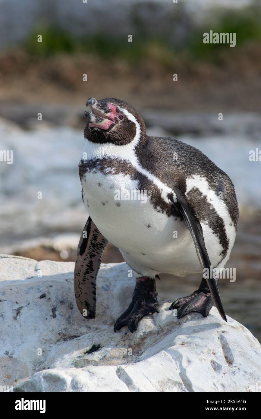 Pingüino de Foto de stock