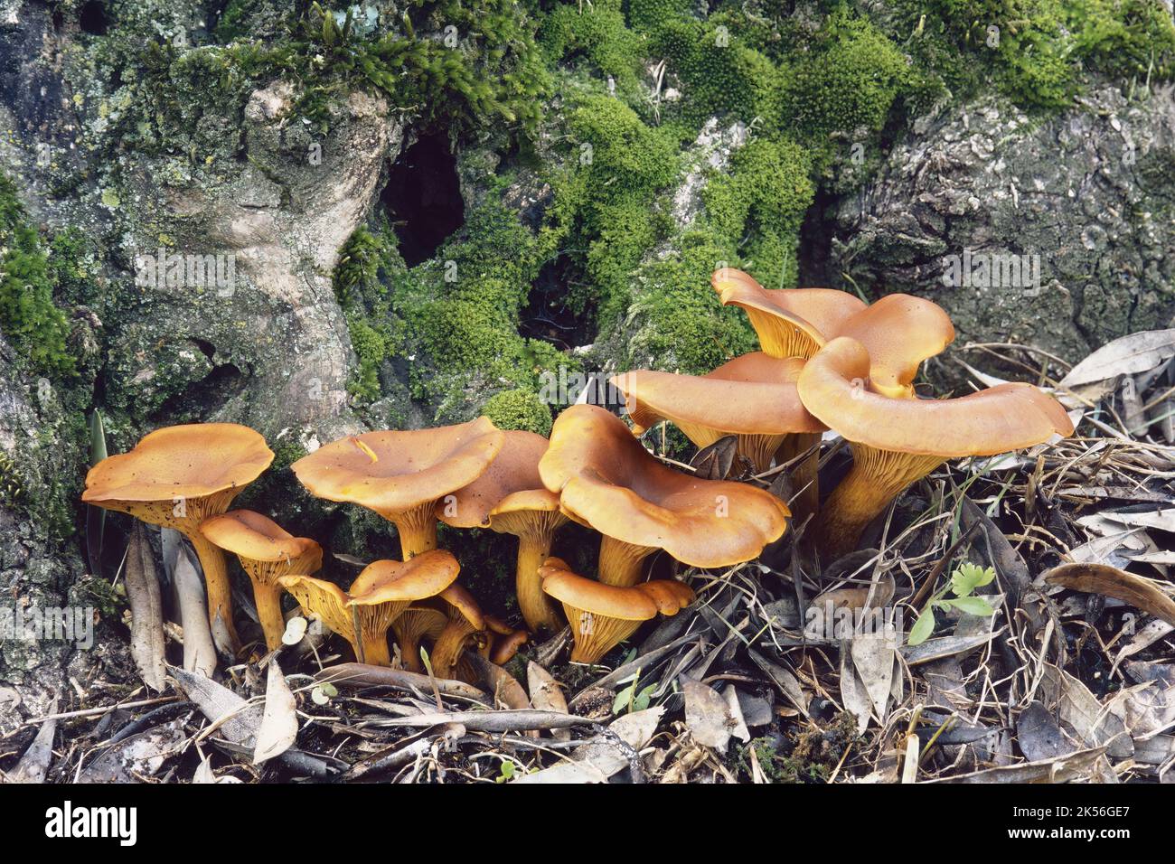 Setas Jack o lantern cultivadas en la base de un olivo antiguo, Omphalotus olearius, Marasmiaceae Foto de stock