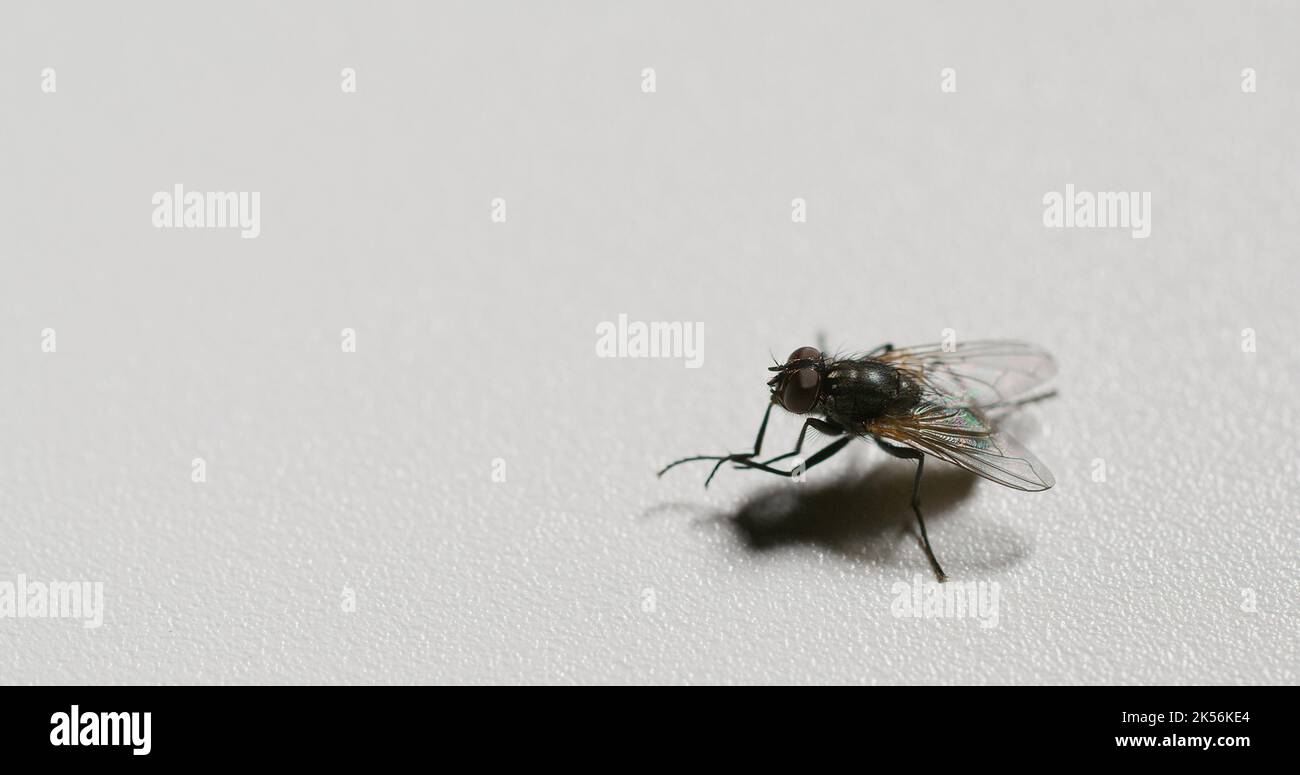 fly closeup insecto vida plagas insectos fondo blanco Foto de stock