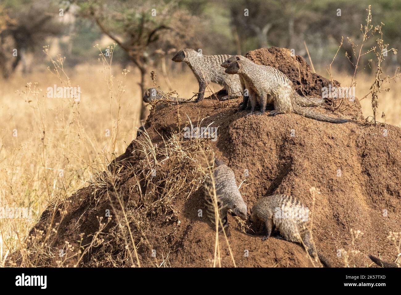 Grupo de guarda de la mangosta (Mungos mungo) en las termitas de