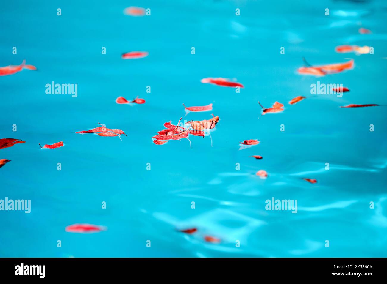 Hojas rojas flotando en la piscina Foto de stock
