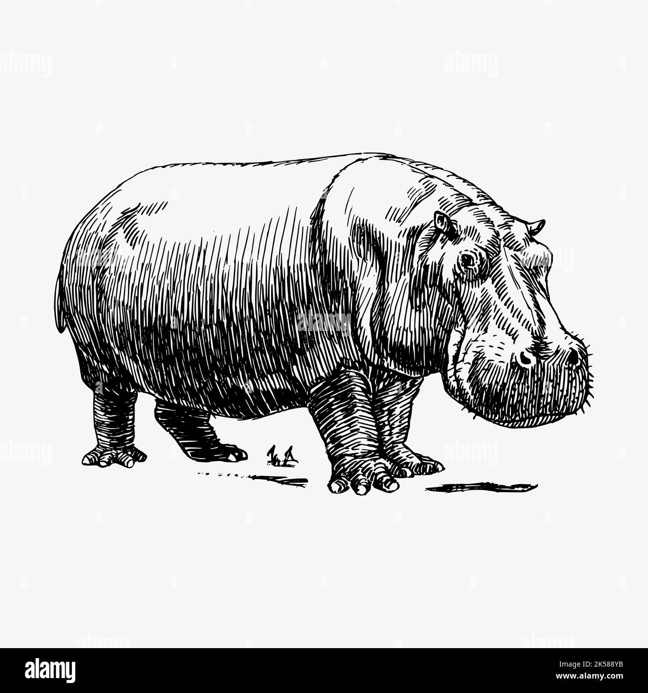 Un Pequeño Hipopótamo Y Una Moto Roja. Dibujos Animados Ilustraciones svg,  vectoriales, clip art vectorizado libre de derechos. Image 37056754