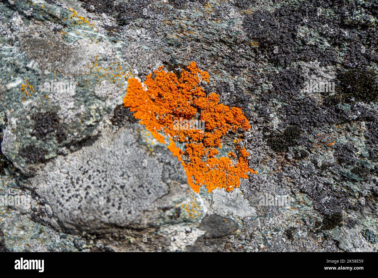 Rocas con musgo colorido en el Parque Nacional Rondane en Noruega Foto de stock