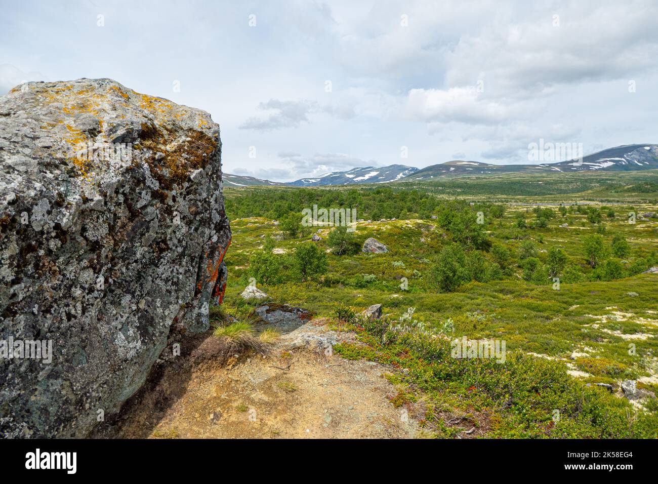 Rocas con musgo colorido en el Parque Nacional Rondane en Noruega Foto de stock