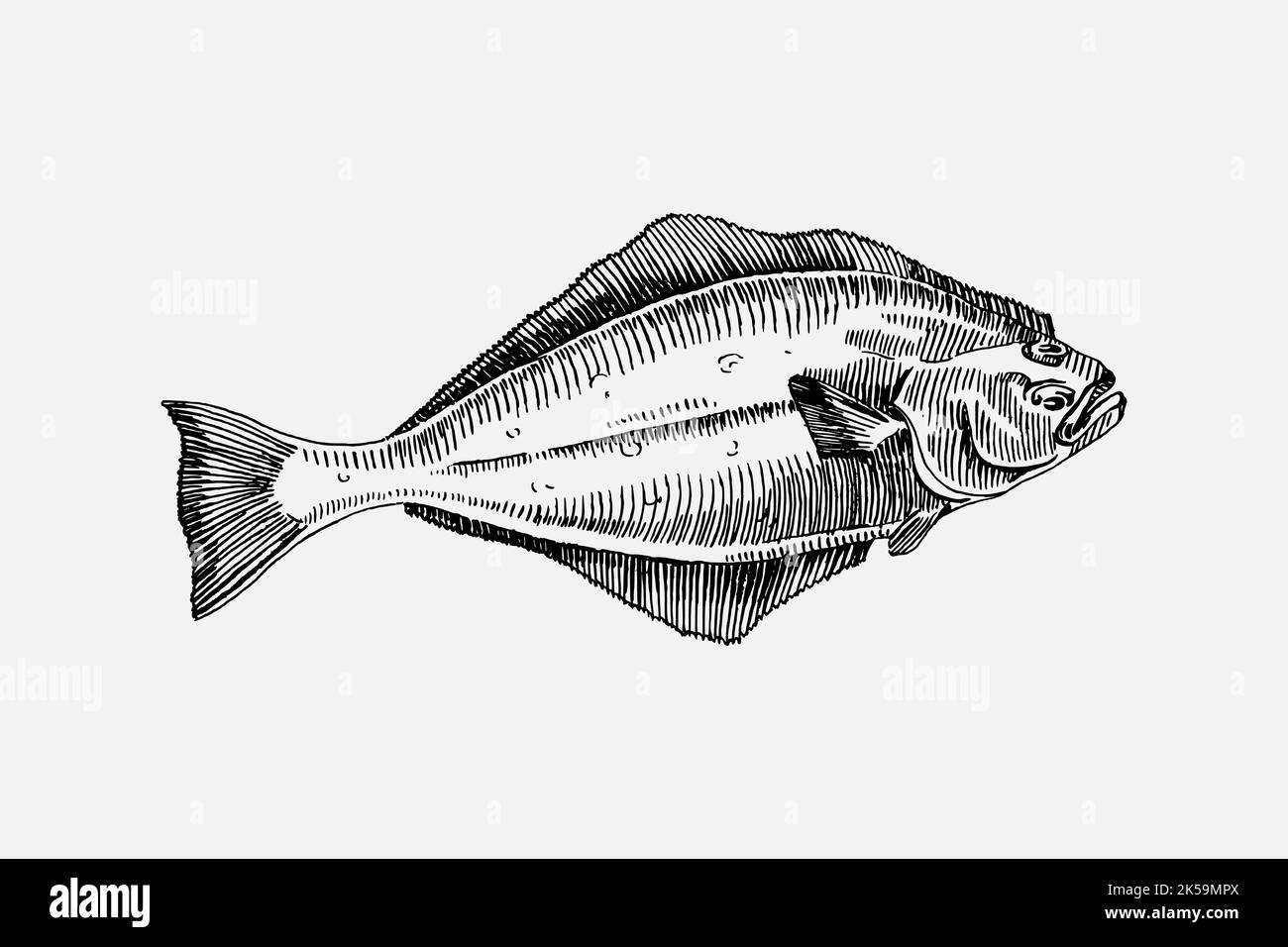 Dibujo de pez halibut, vector de ilustración de animales marinos de