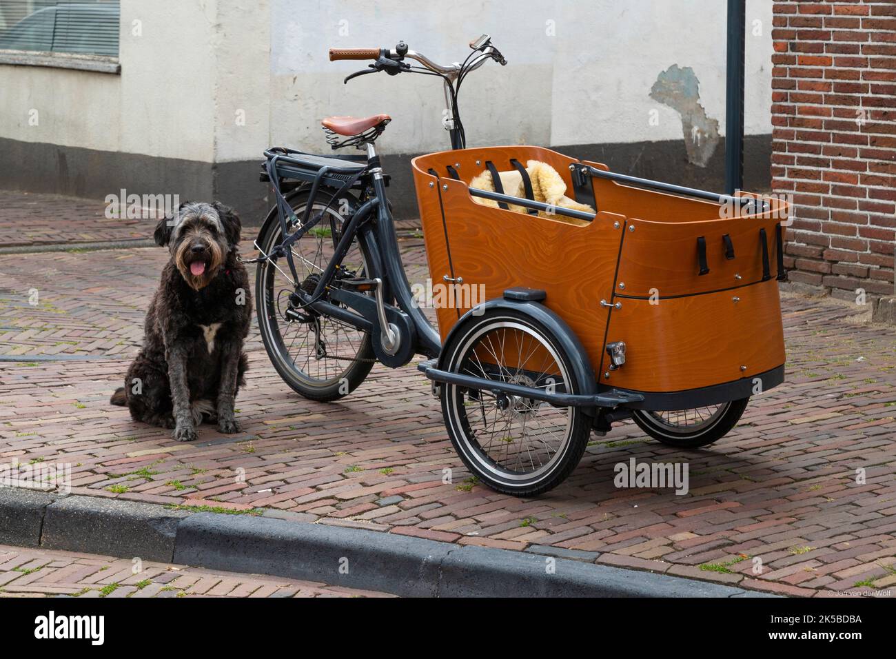 Un perro, atado a un remolque de bicicleta, espera tranquilamente a que su propietario regrese. Foto de stock
