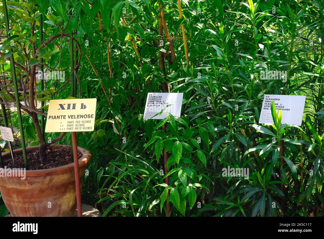 El Jardín Botánico de la Universidad de Padua. El Jardín Botánico de la