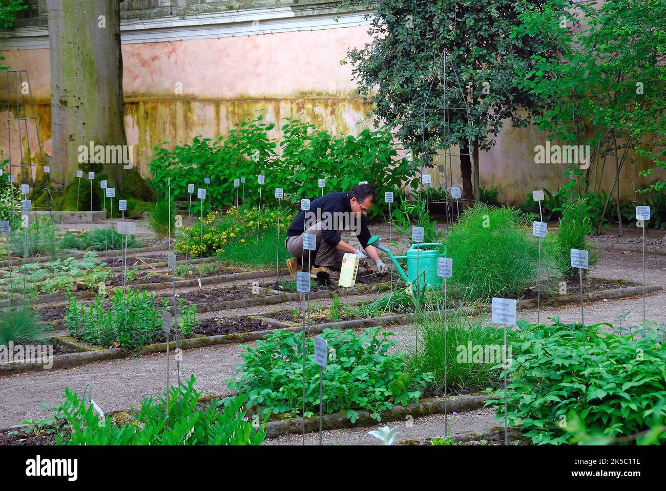 El Jardín Botánico de la Universidad de Padua. El Jardín Botánico de la