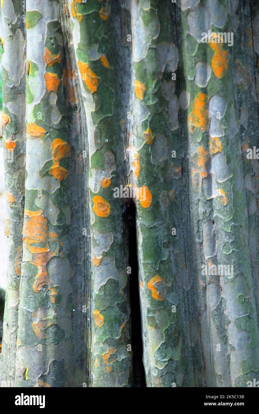 El Jardín Botánico de la Universidad de Padua. El Jardín Botánico de la