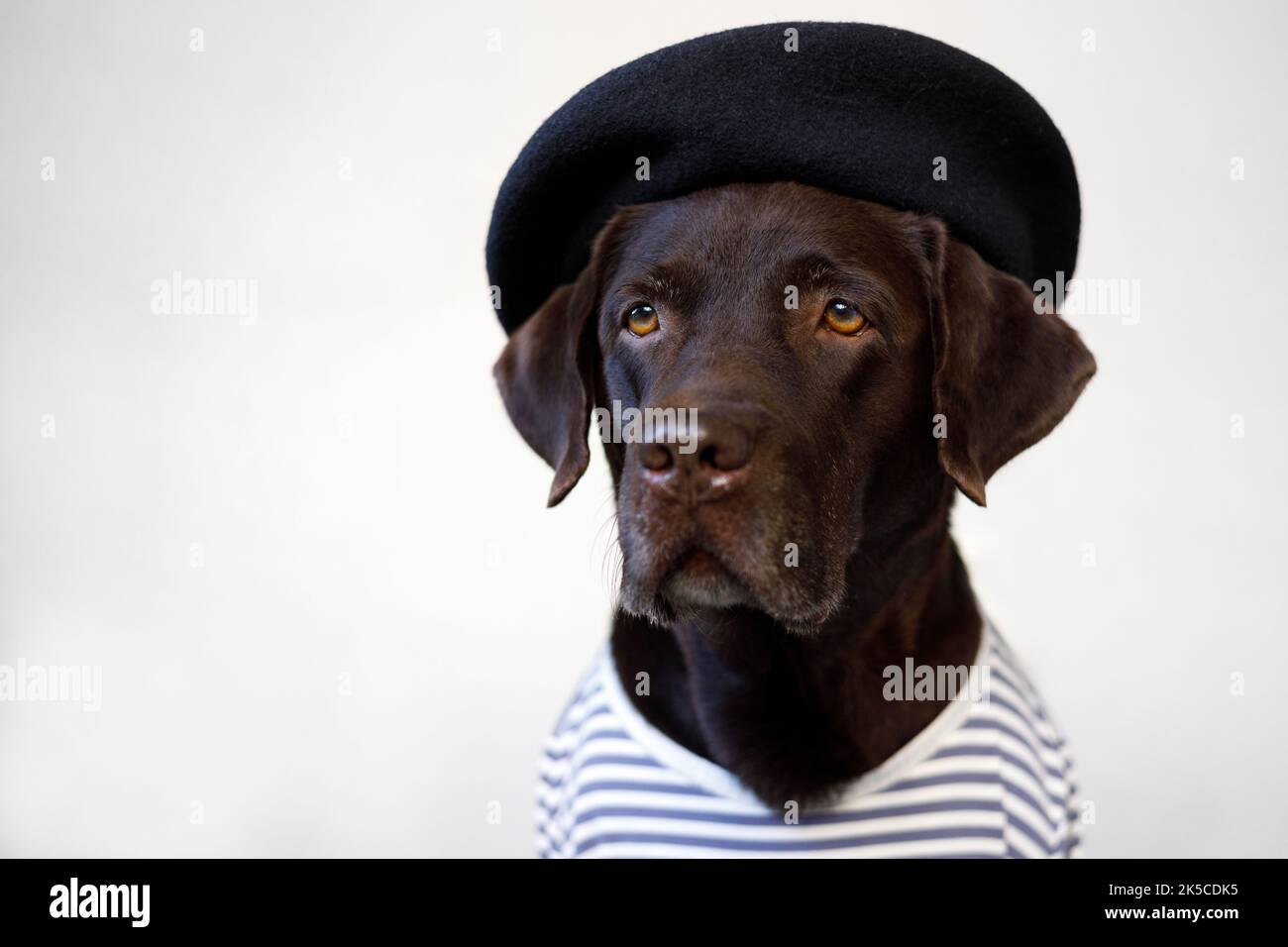 Perro con boina fotografías e imágenes de alta resolución - Alamy