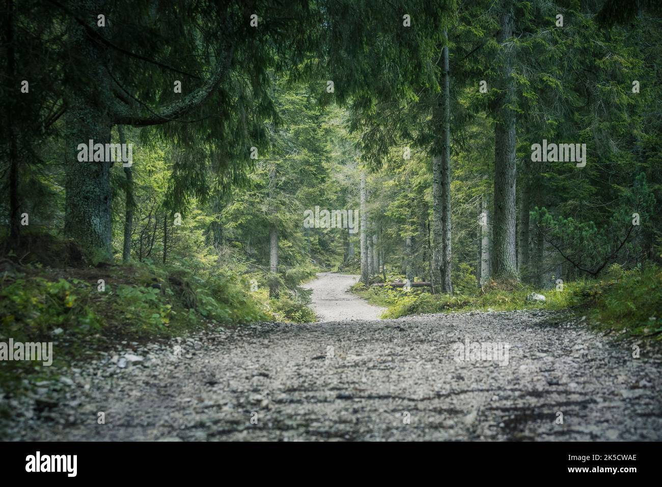 Italia, Veneto, provincia de Belluno. Camino de grava forestal, bosque de coníferas, Dolomitas Foto de stock
