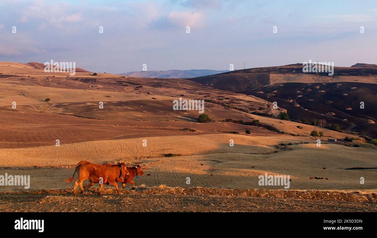 Italia, Sicilia, Parque Nacional Madonie, campos amarillos cosechados, vacas caminando a través de los campos, cielo nublado azul Foto de stock