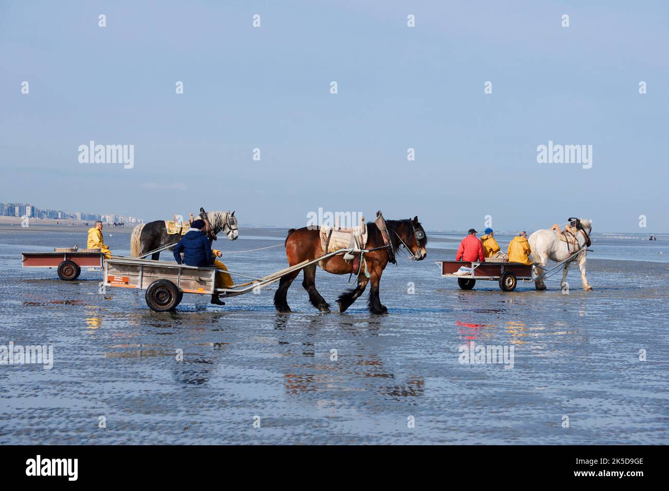 Cangrejo pescador a caballo en la playa, Oostduinkerke, Koksijde, Flandes Occidental, Flandes, Bélgica Foto de stock