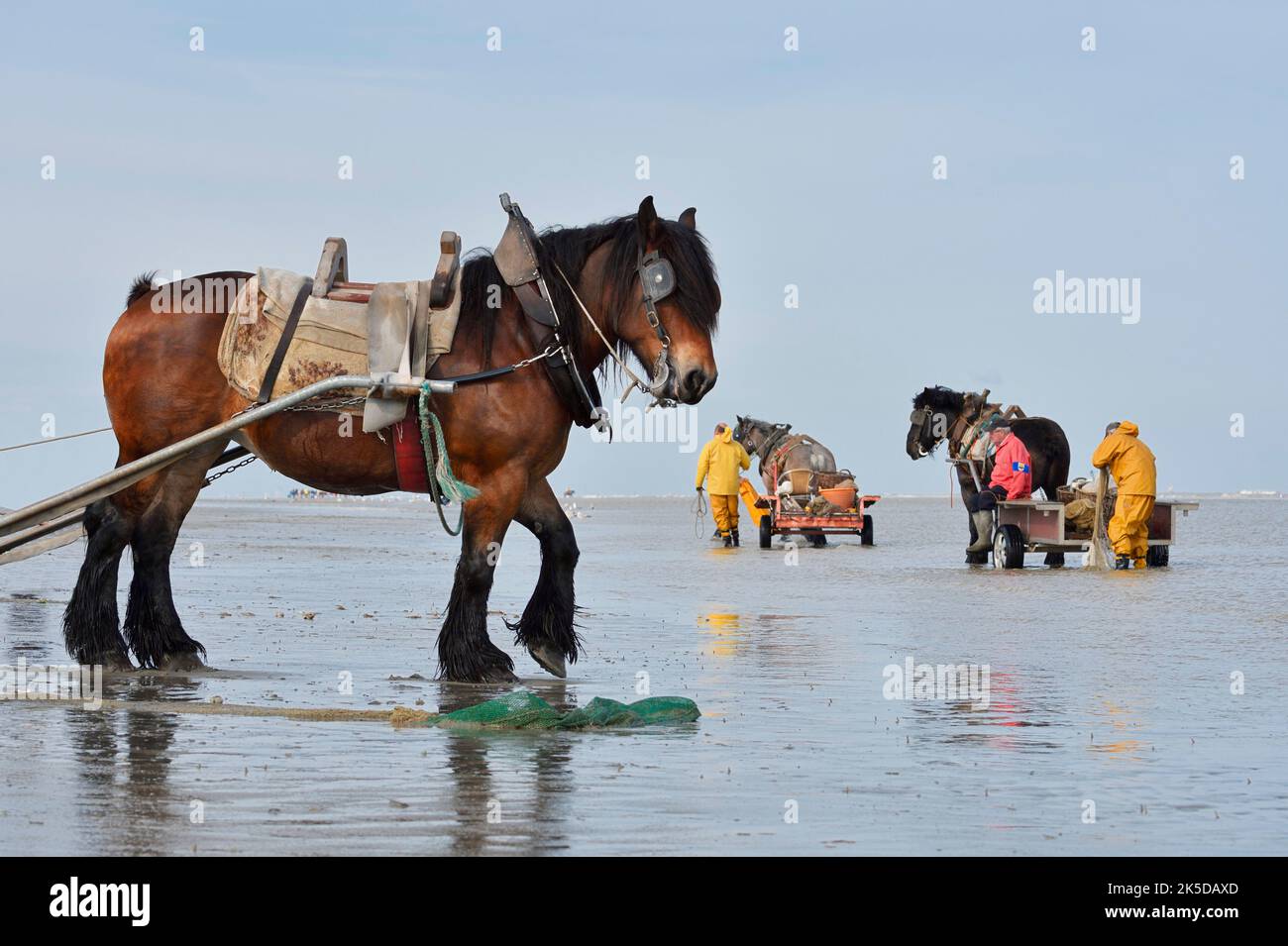 Cangrejo pescador con carro de caballos en la playa, Oostduinkerke, Koksijde, Flandes Occidental, Flandes, Bélgica Foto de stock