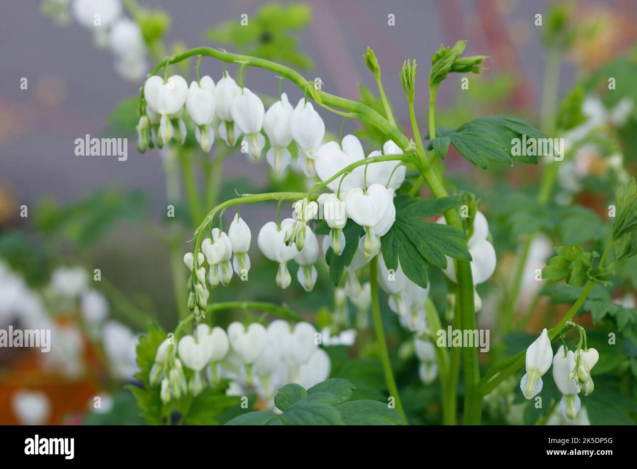 Lamprocapnos spectabilis 'Alba'. Corazón sangrante florece en un jardín inglés. Foto de stock