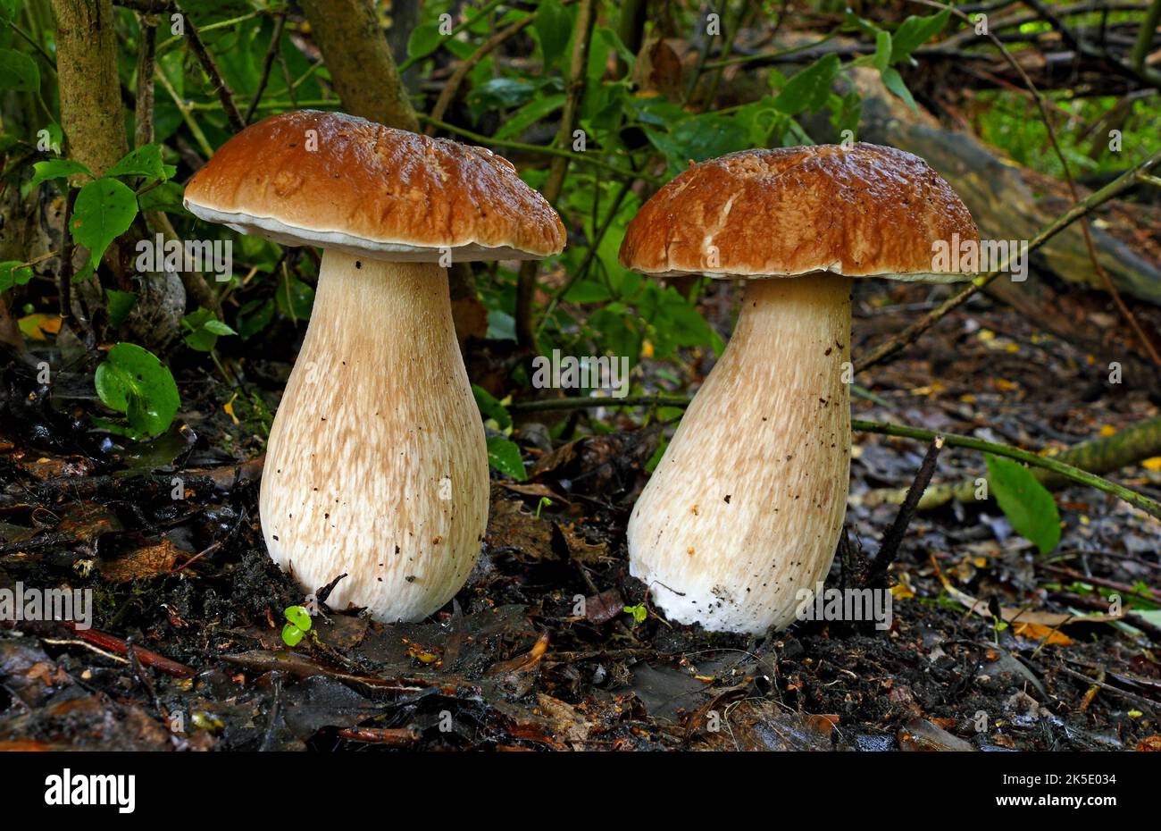 Boletus edulis (cep, penny bun, porcino o porcini) es un hongo