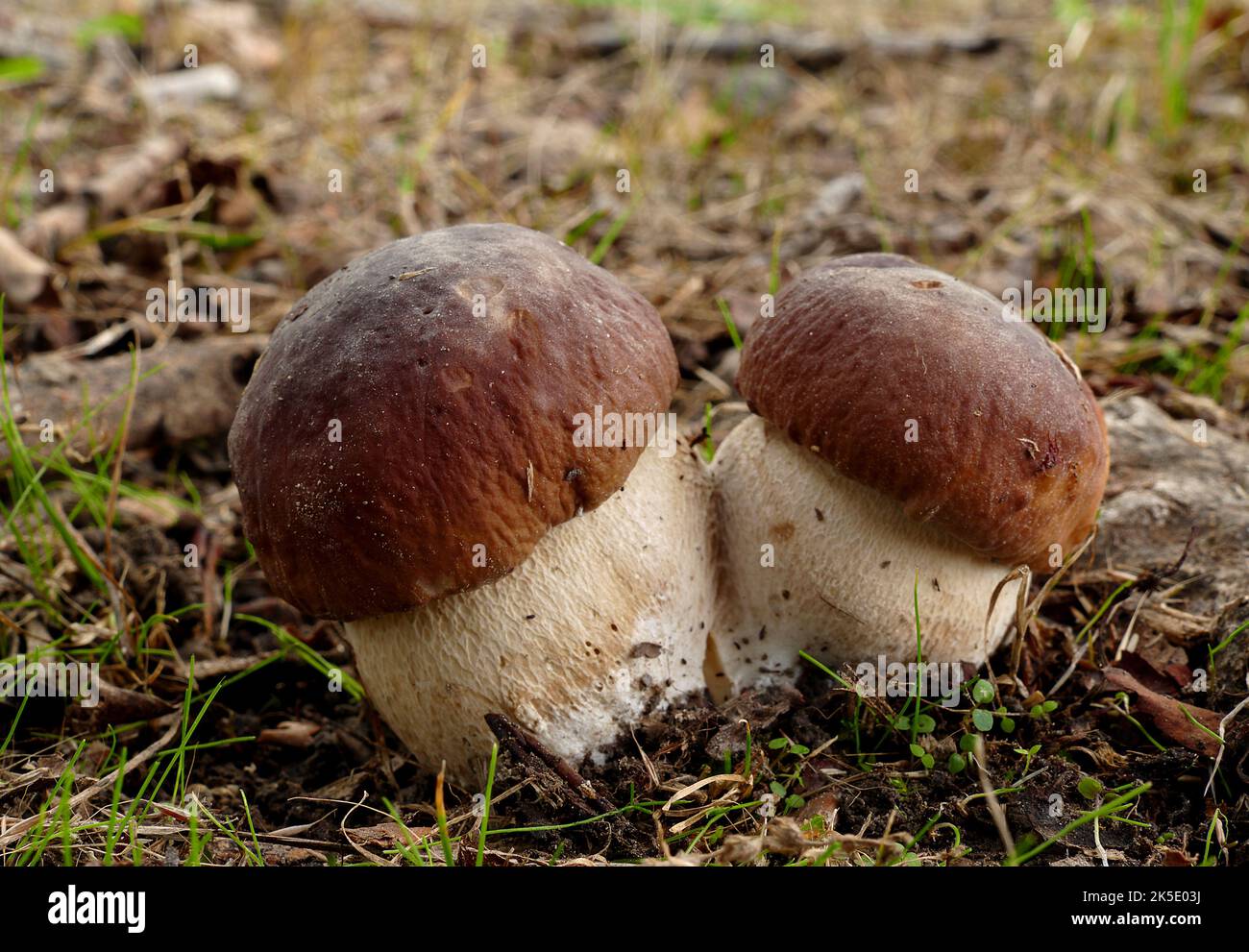 Misc22_bs110 fotografías e imágenes de alta resolución Alamy