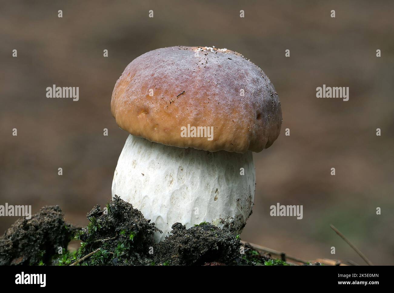 Boletus edulis (cep, penny bun, porcino o porcini) es un hongo