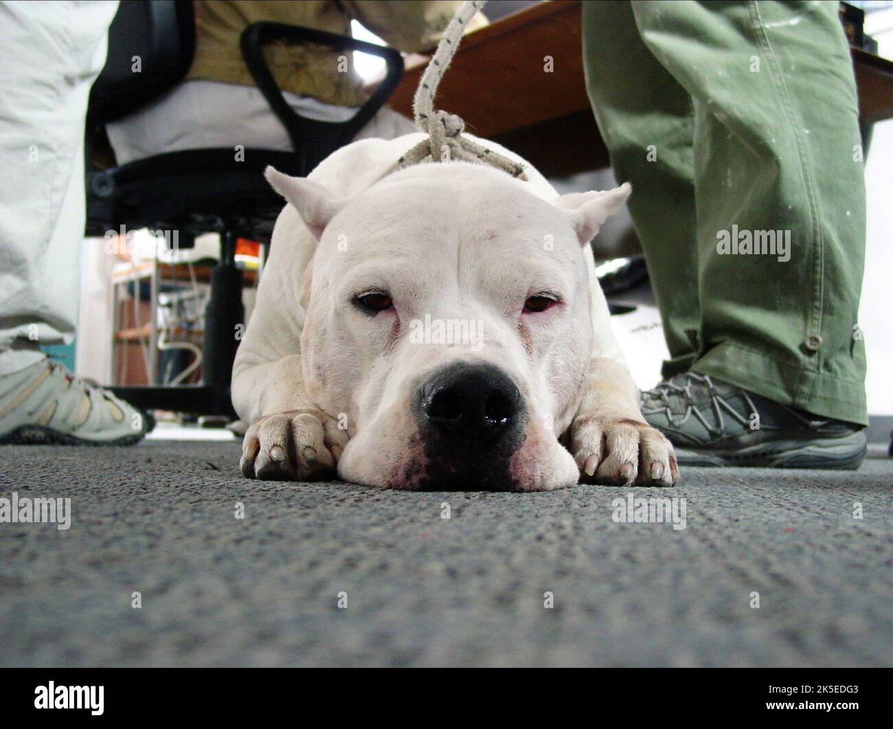 La película del perro fotografías e imágenes de alta resolución - Página 4  - Alamy