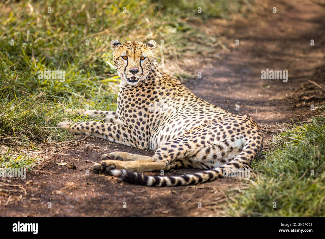 Cheetah acostado y observando en las praderas del Serengeti, Tanzania Foto de stock