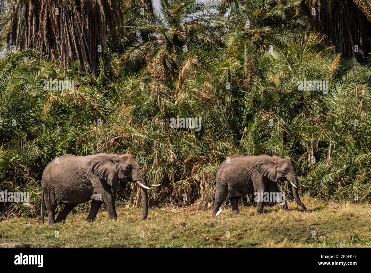 Elefante Africano, Loxodonta africana, Elephantidae, Parque Nacional Amboseli, Kenia, África Foto de stock